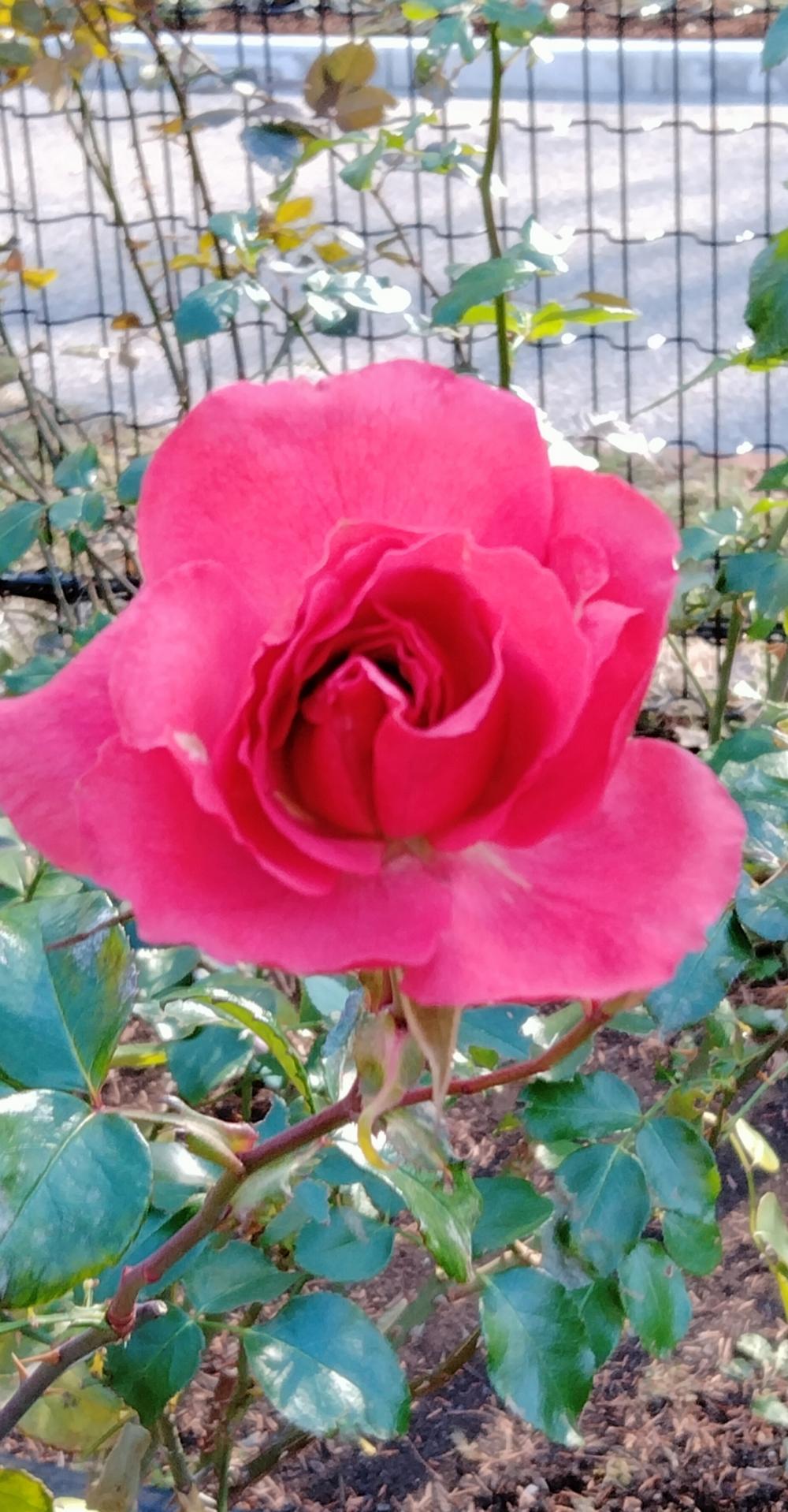 1月の四季の香ローズガーデンの薔薇 画像