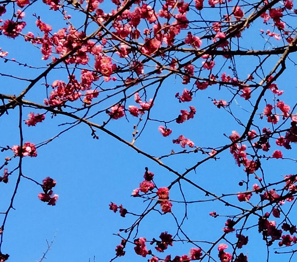 可憐な梅の花 1