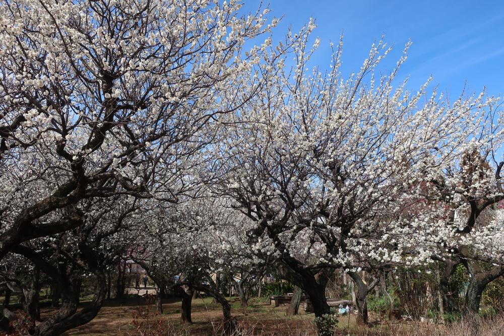 田柄梅林公園