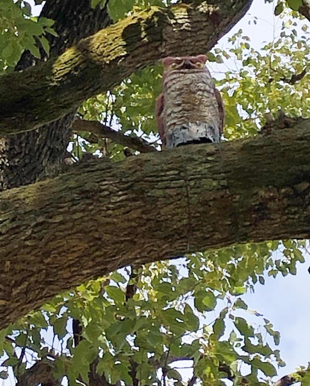 公園の隠れキャラ