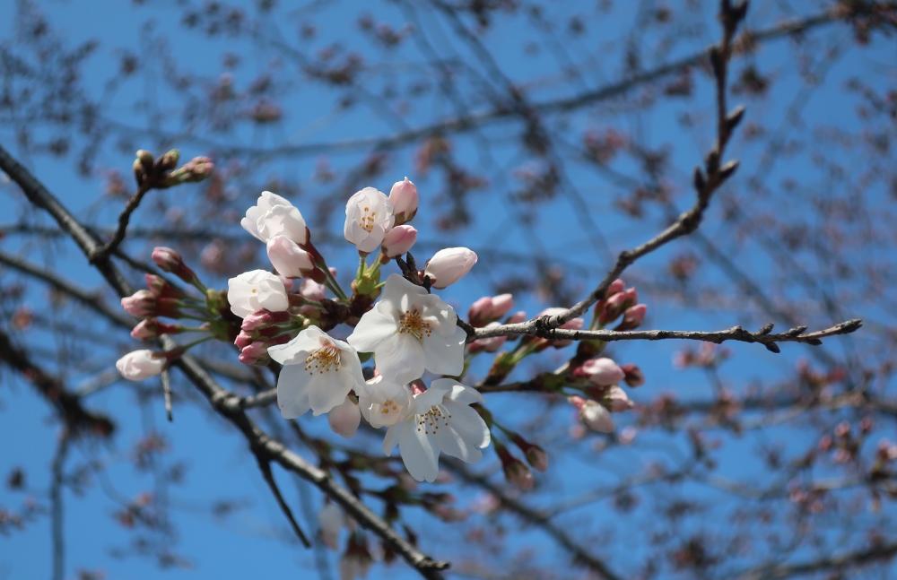 さくらの辻公園・3/24