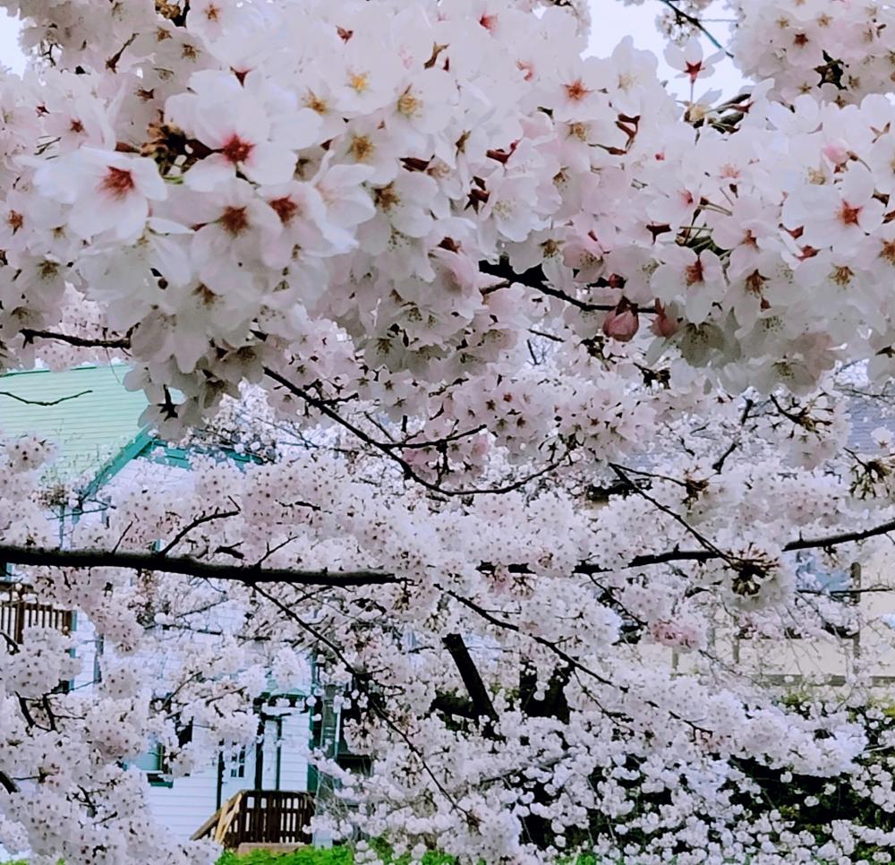 満開の桜とっても綺麗！ 画像