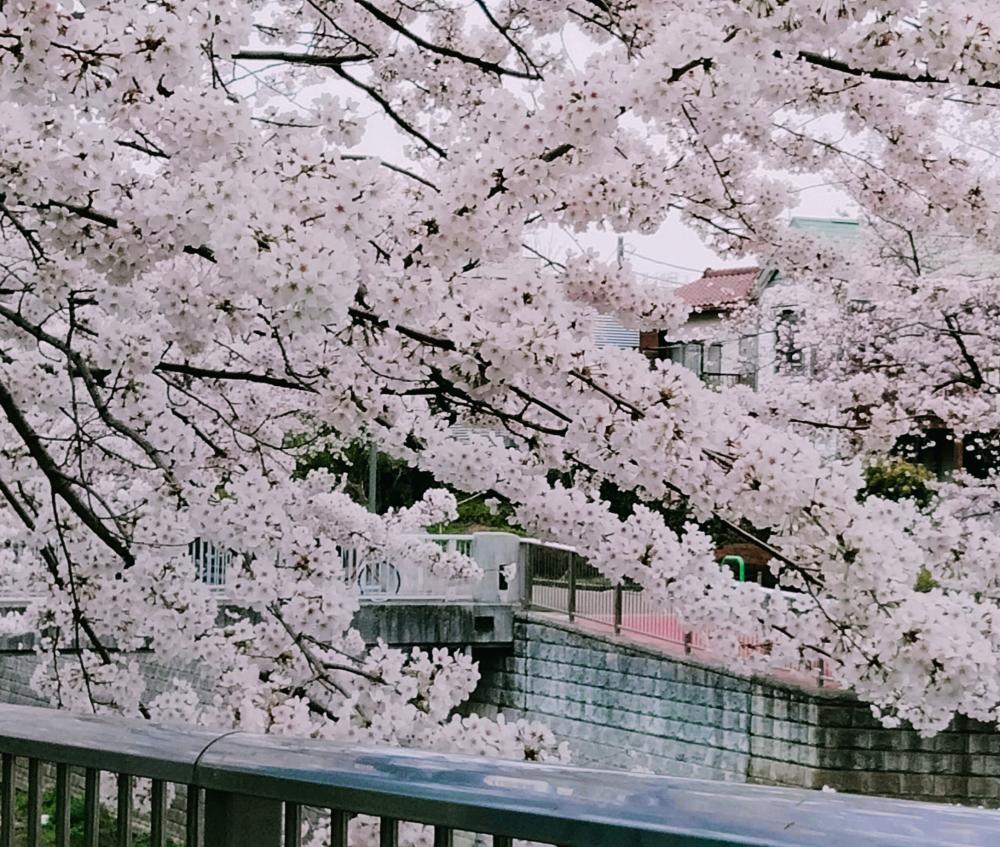 満開の桜とっても綺麗！ 画像