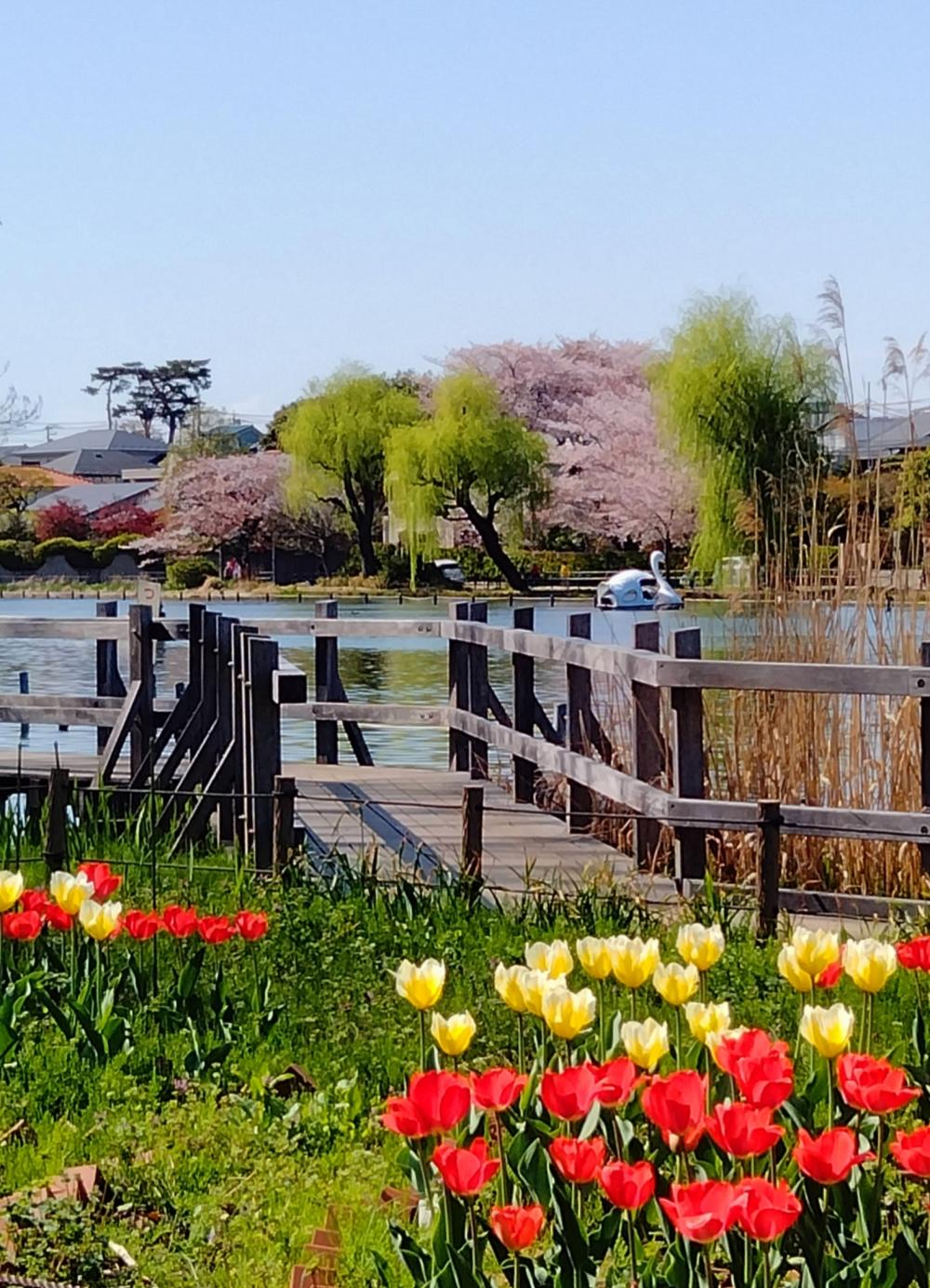 石神井公園大好き！