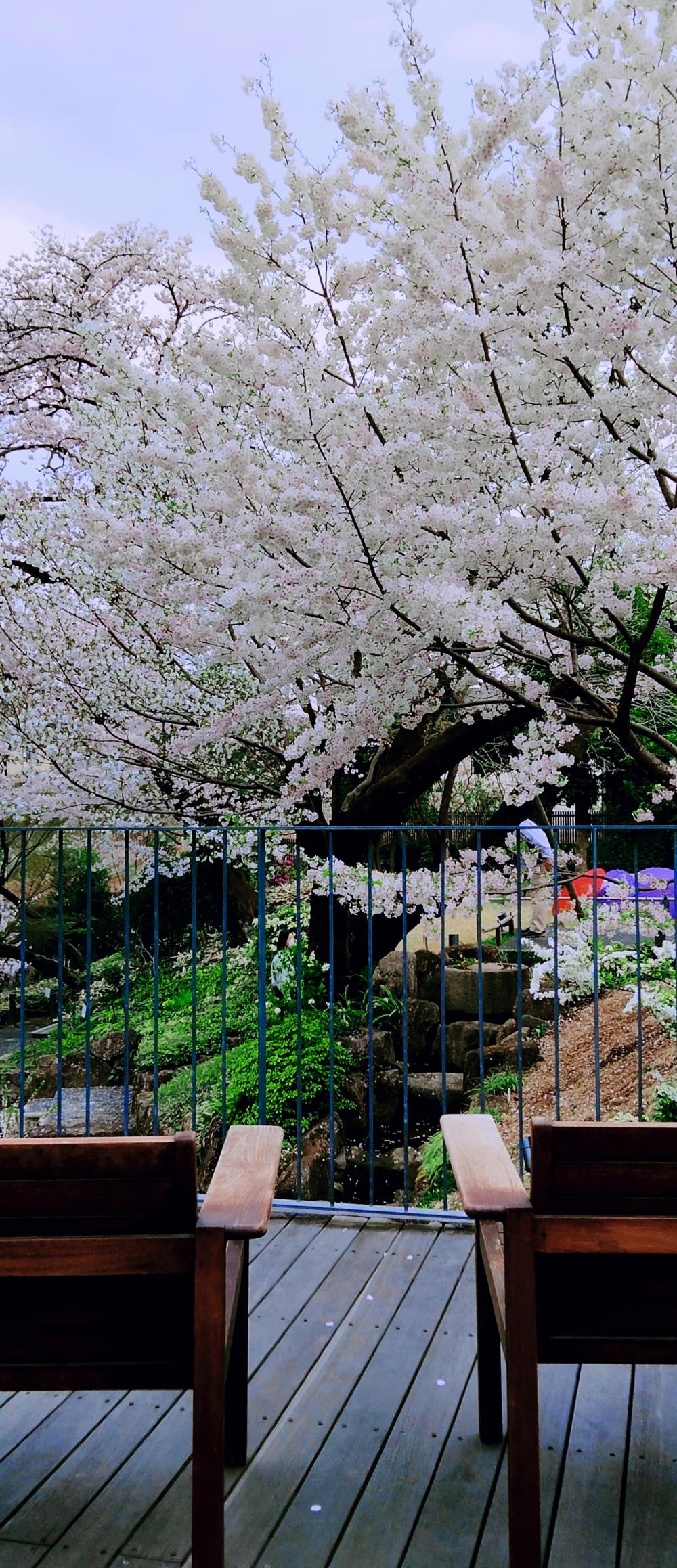 お花見の特等席