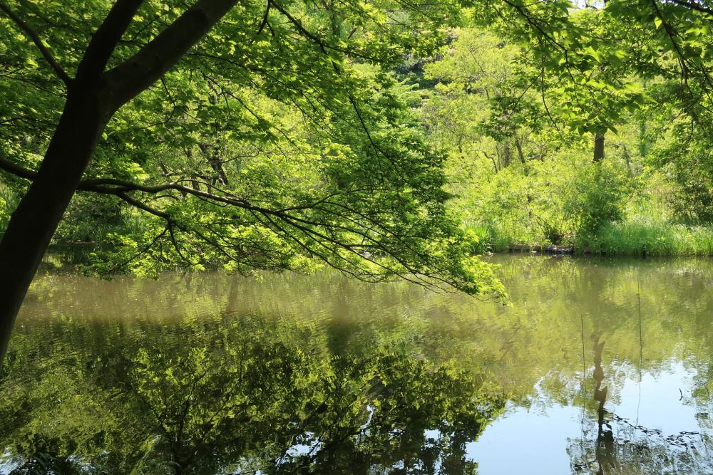 新緑・石神井公園・みどりの日