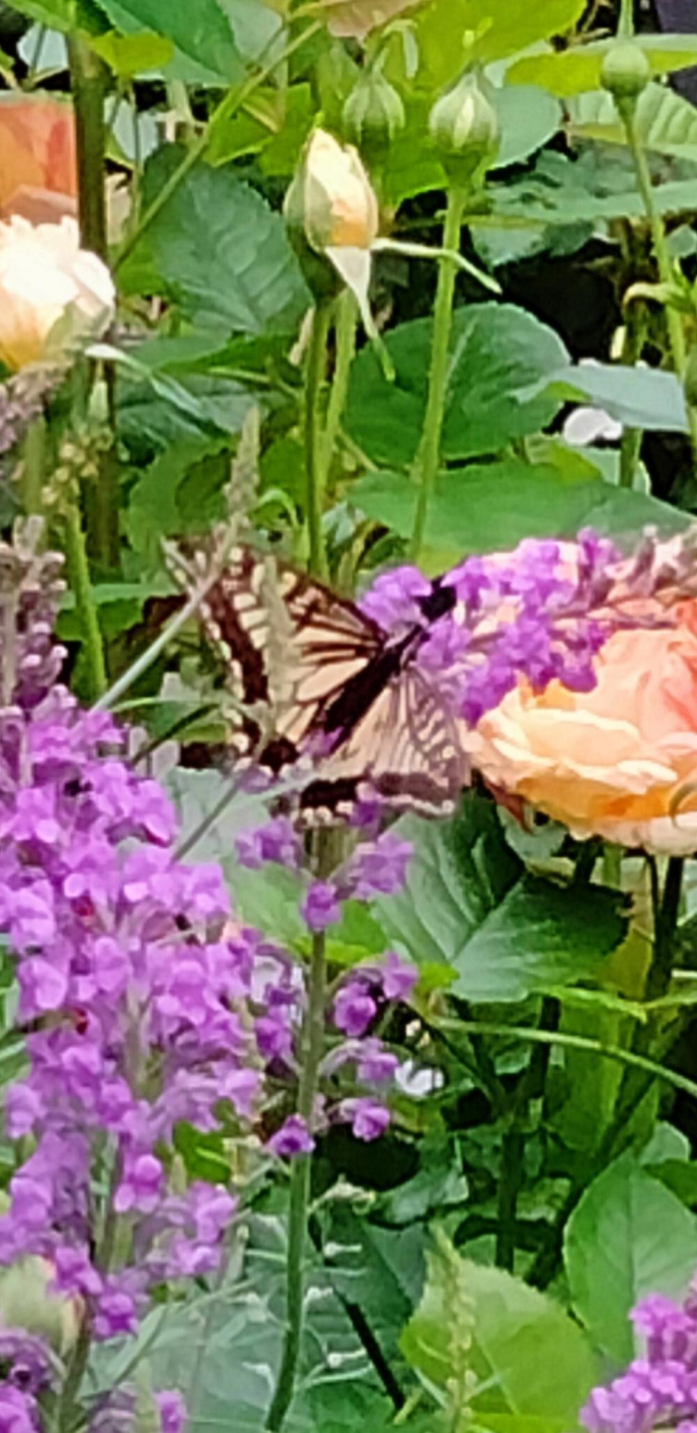 薔薇の花園