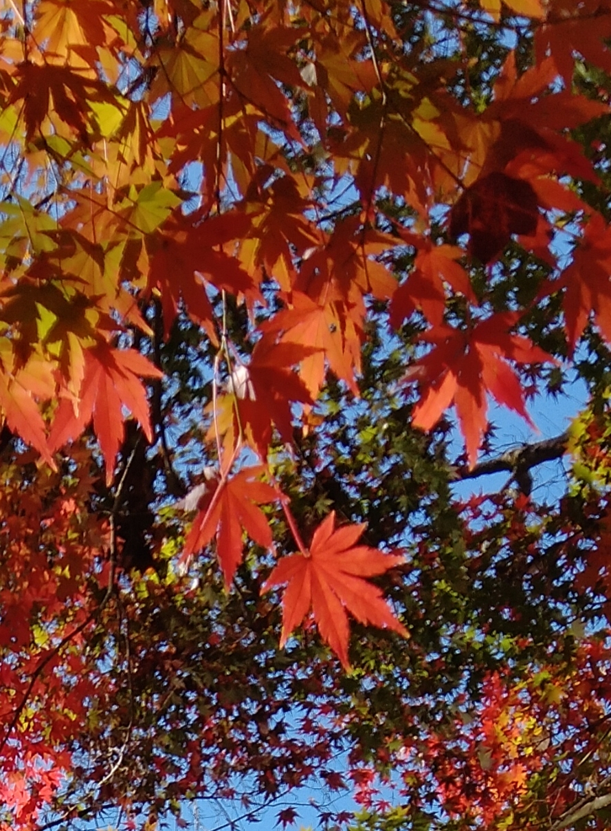 素敵な紅葉