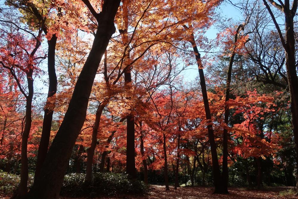 紅葉＠石神井公園