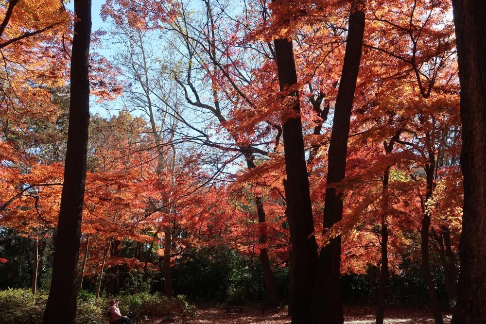 紅葉＠石神井公園 2