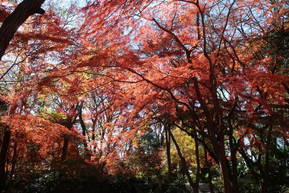 紅葉＠石神井公園 3
