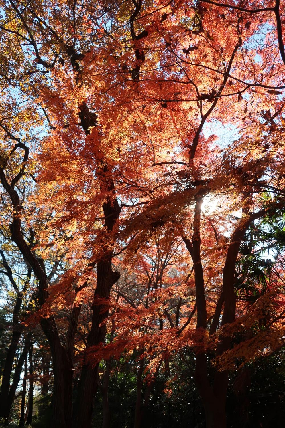 紅葉＠石神井公園 4