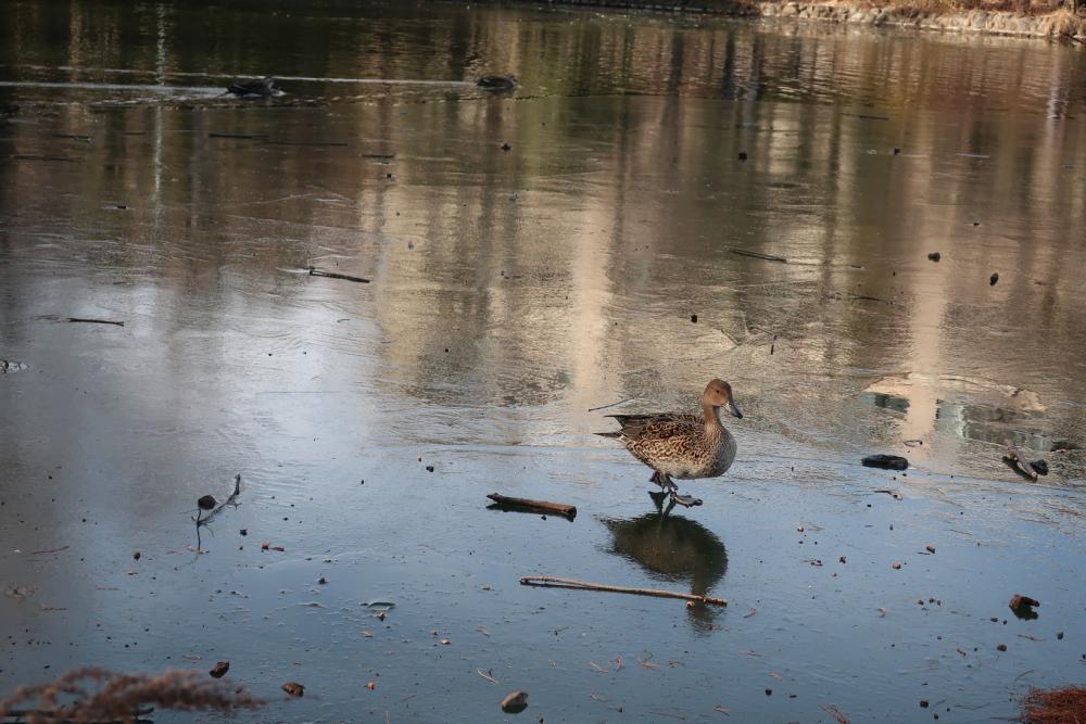 氷上を歩く水鳥＠石神井池 画像