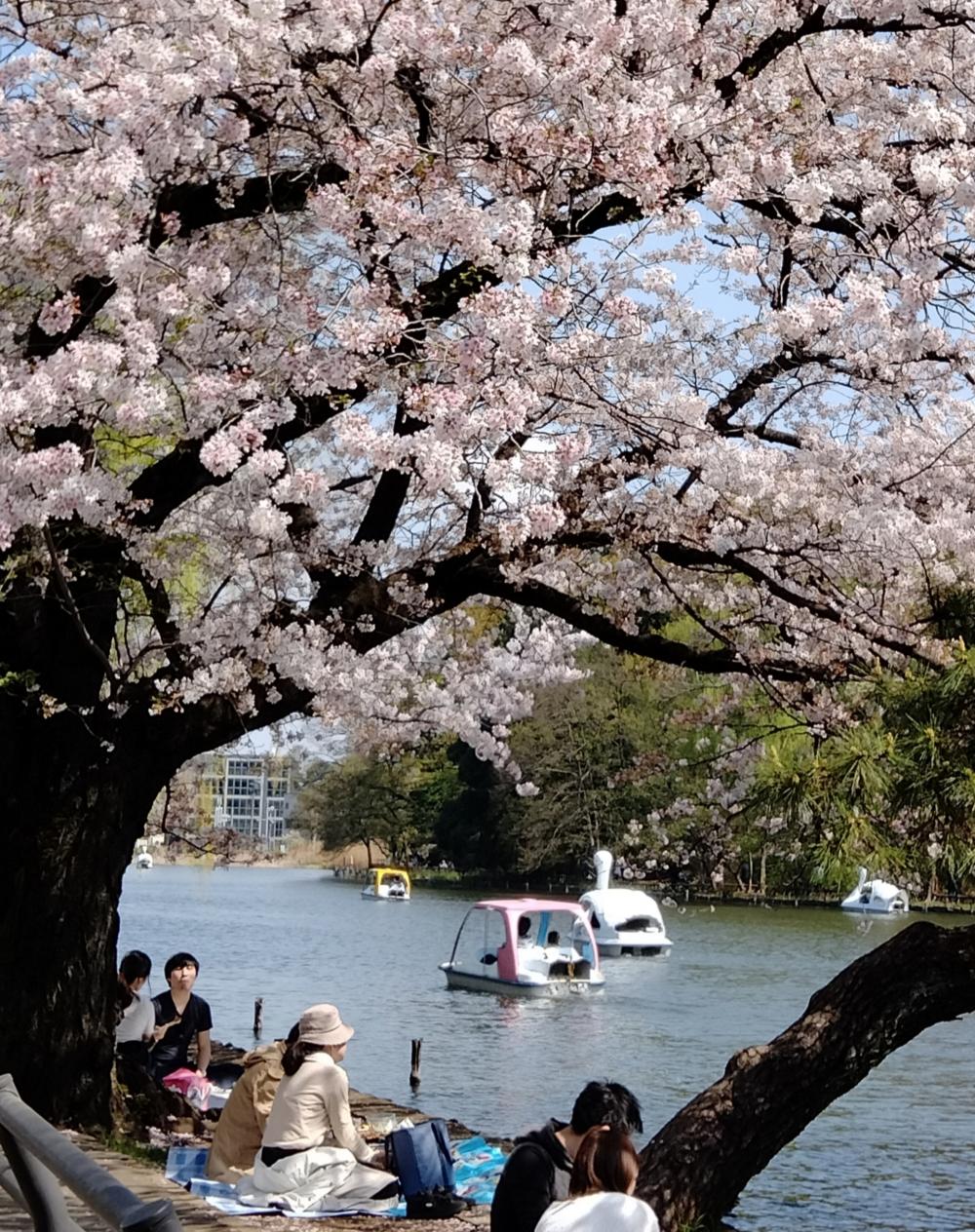 満開の桜を堪能