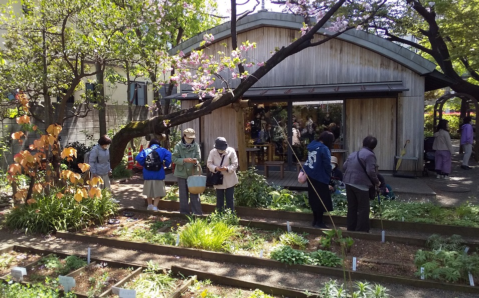 賑わう牧野記念庭園