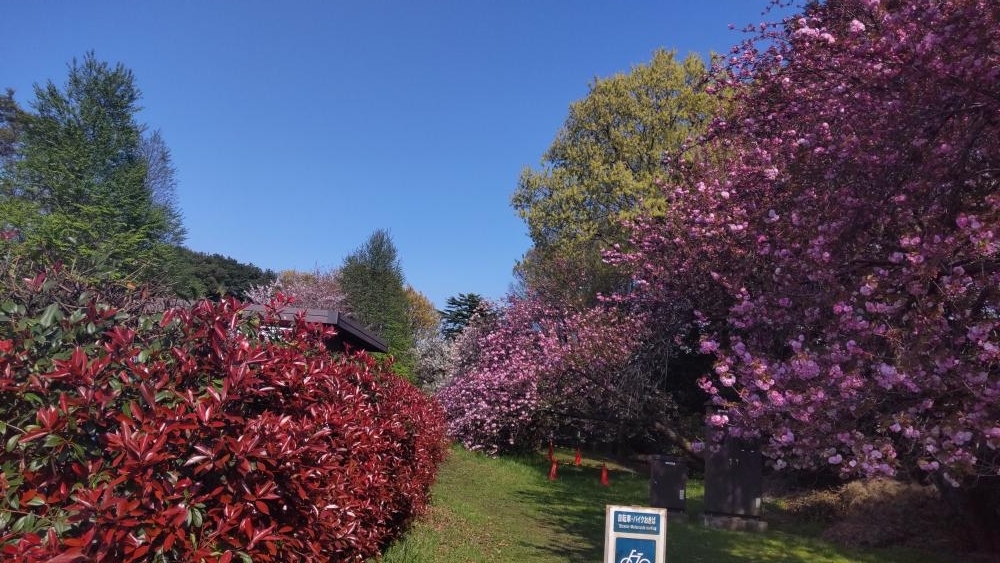 石神井公園B地区野球場近くの八重桜 画像