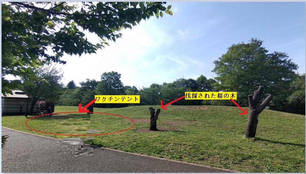 伐採された石神井公園 草地広場の「八重桜」 画像