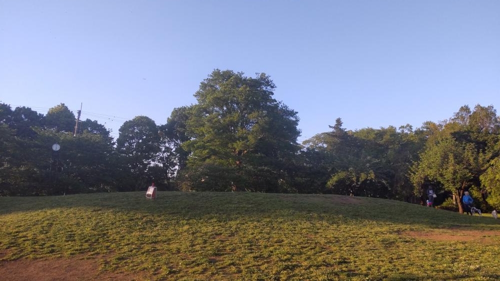 切られた石神井公園 草地広場の「八重桜」2 画像