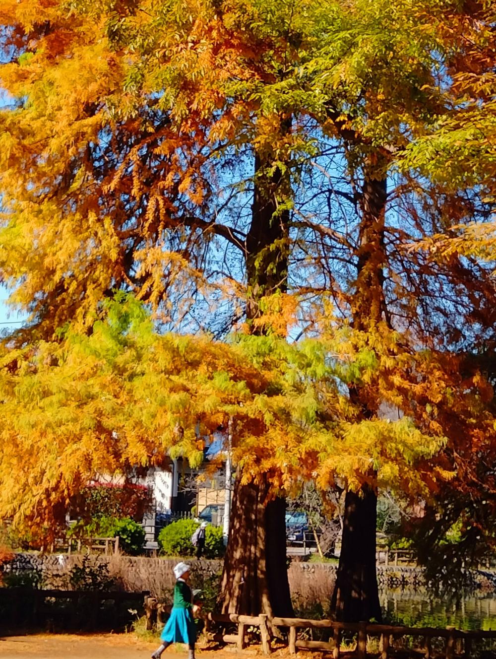 紅葉狩りの季節