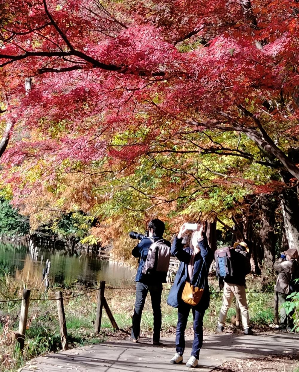 美しい 紅葉と向き合う