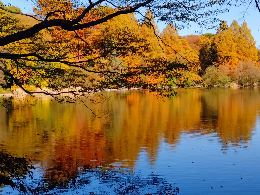 素敵です 。石神井公園の紅葉 画像