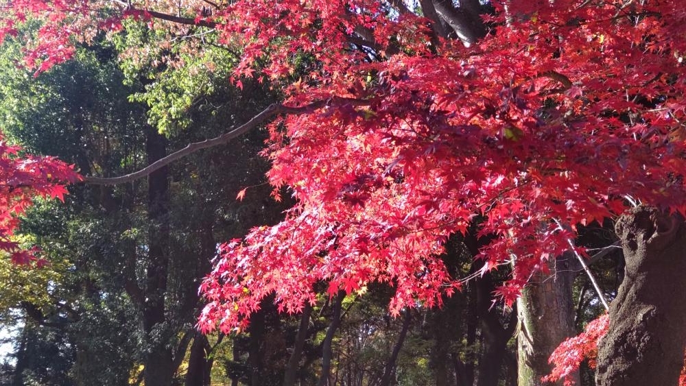 石神井公園のもみじ