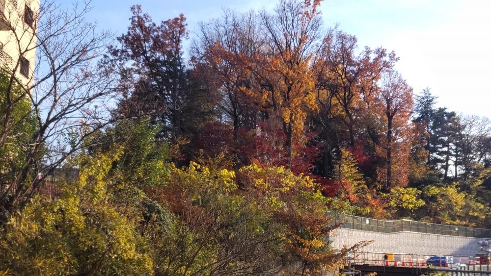 東京カトリック神学院の紅葉した樹木 画像
