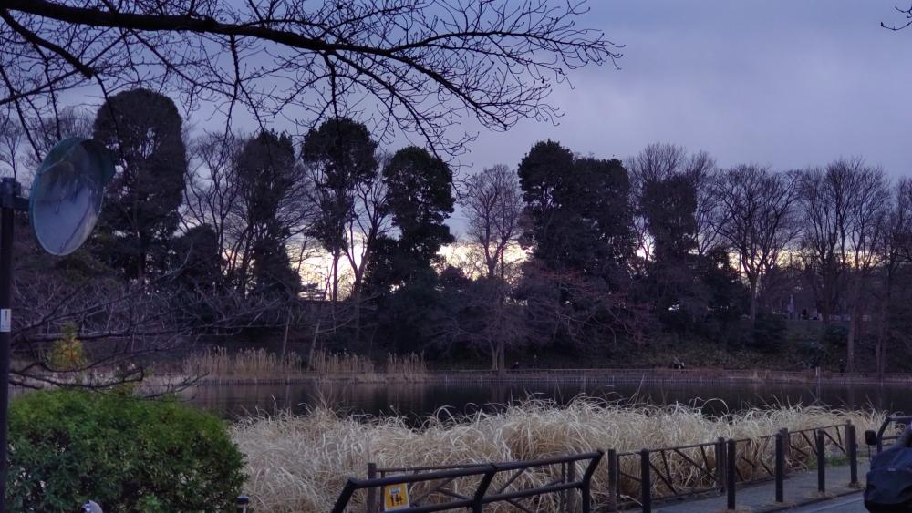 冬の石神井公園（夕暮れ） 画像