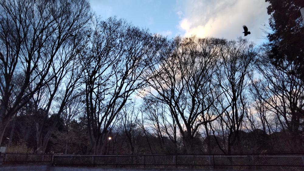 冬の石神井公園（夕暮れ） 画像