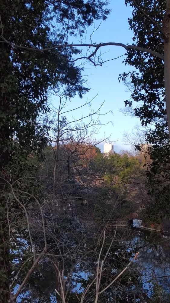 三宝寺池 西側高台から 画像