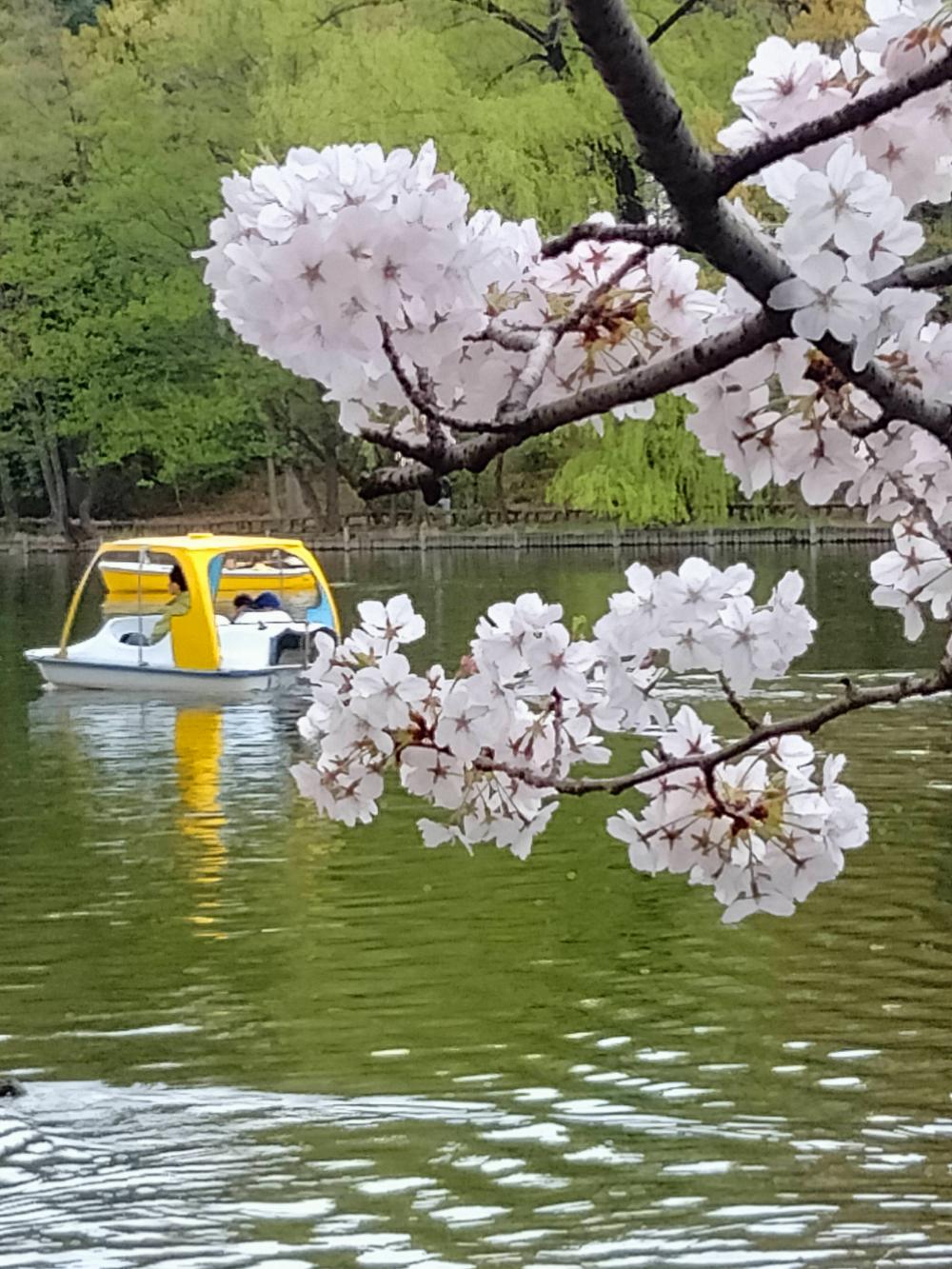 満開の桜