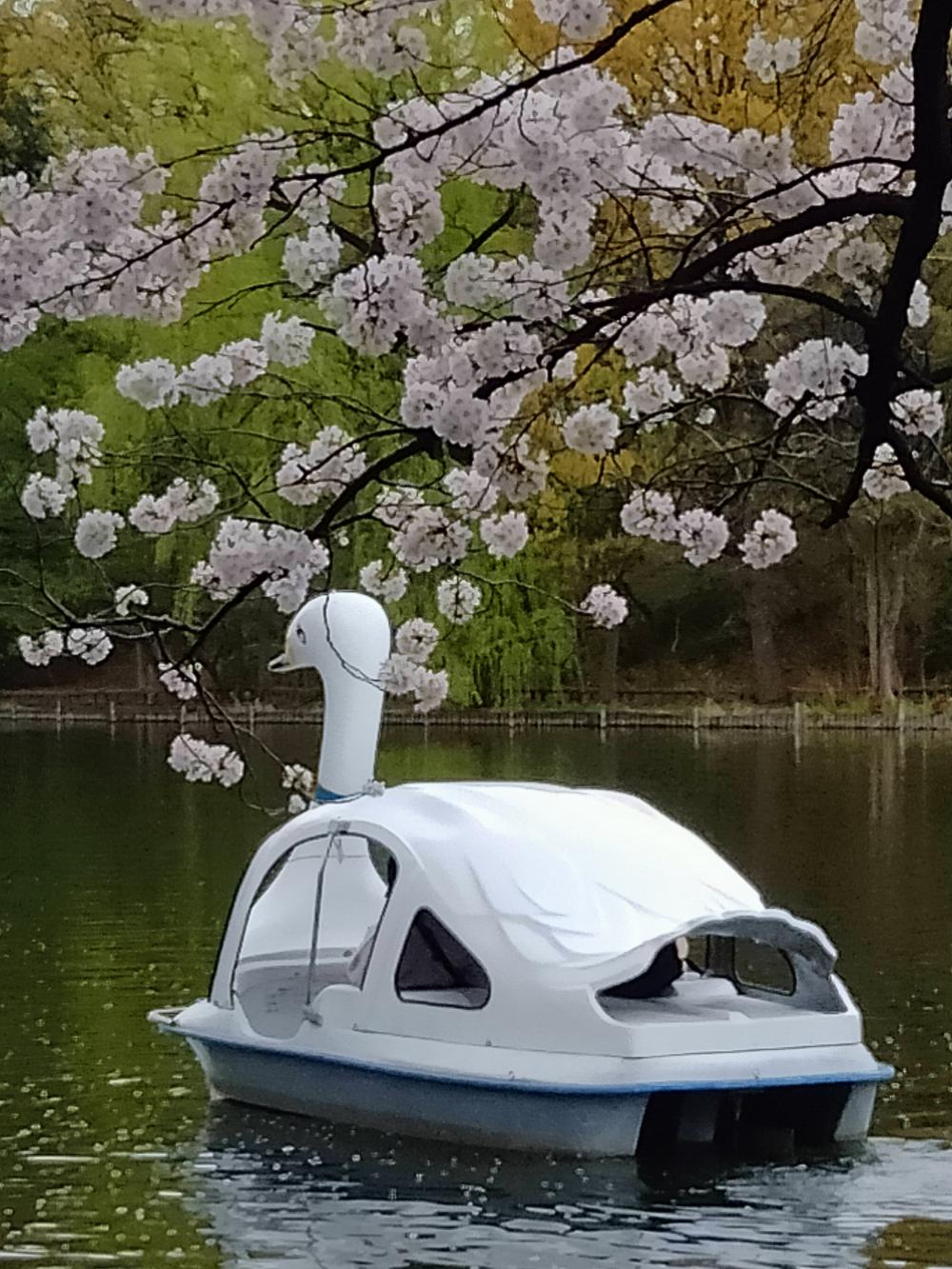 満開の桜 画像