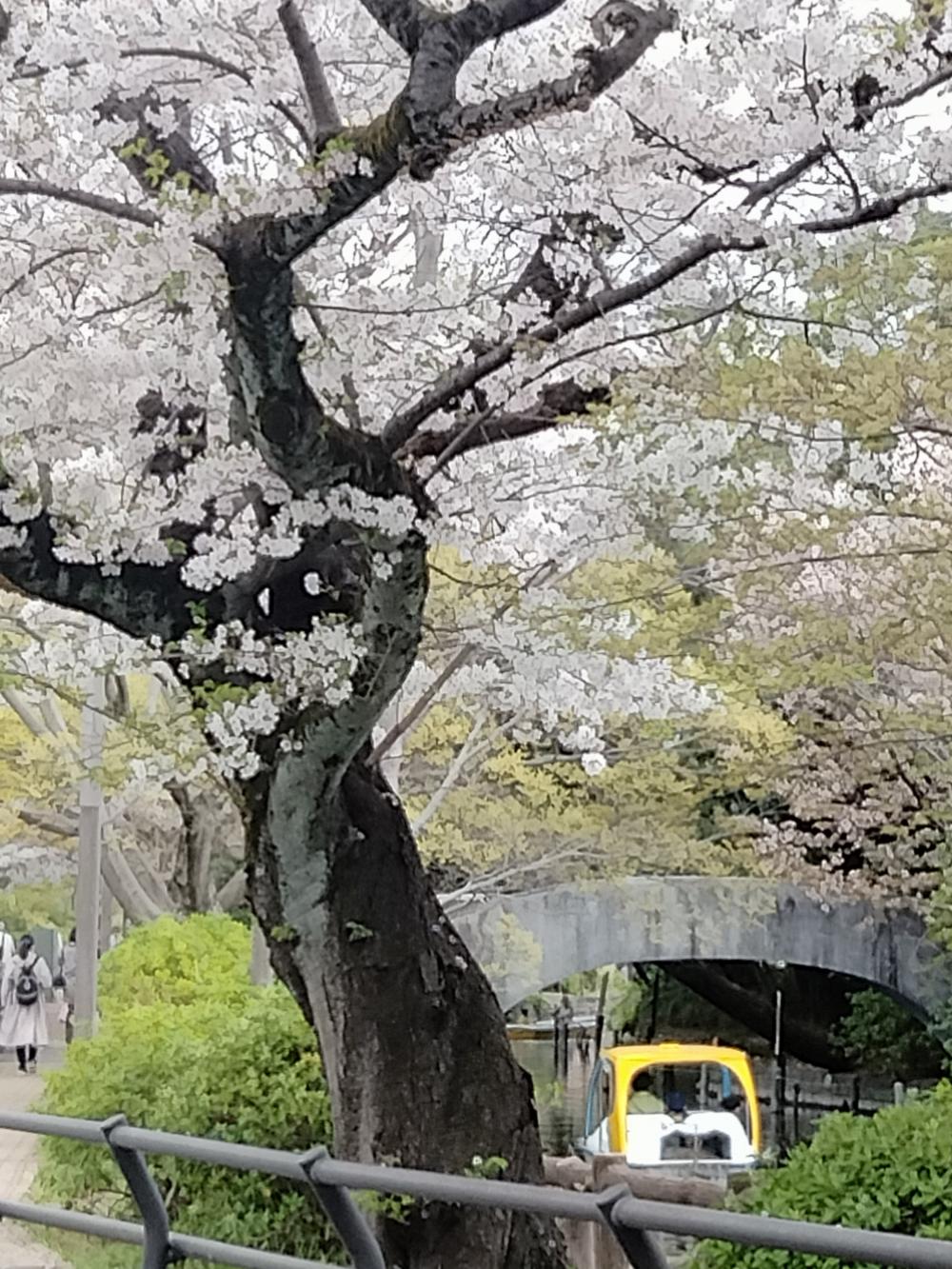 満開の桜 画像