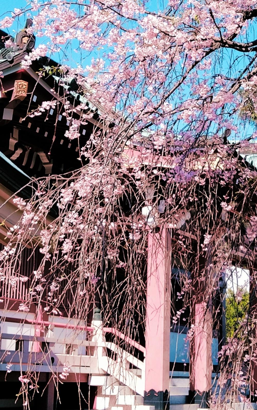 しだれ桜が綺麗 画像