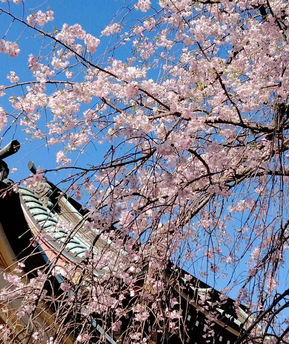 しだれ桜が綺麗 画像