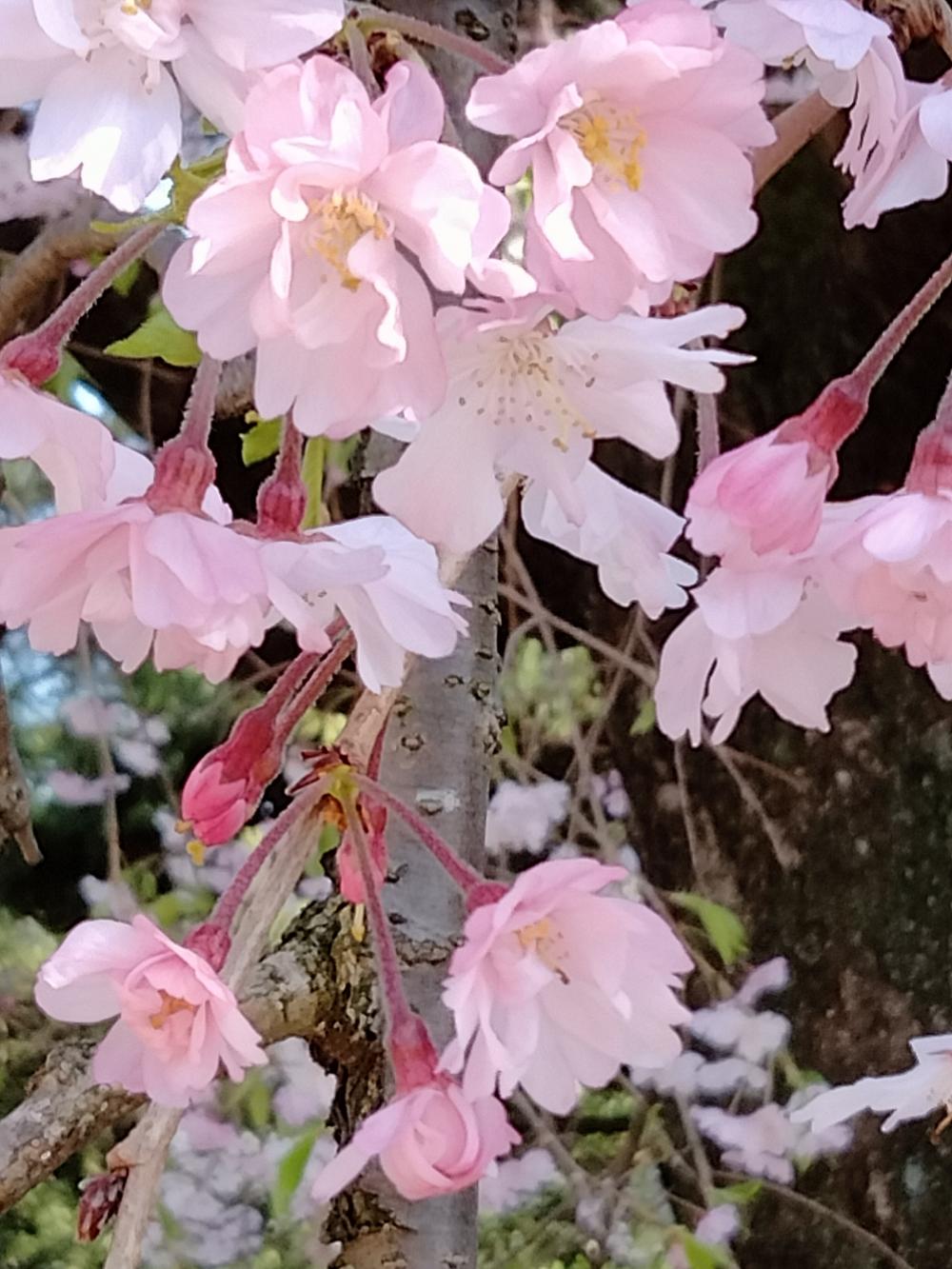 しだれ桜が綺麗 画像