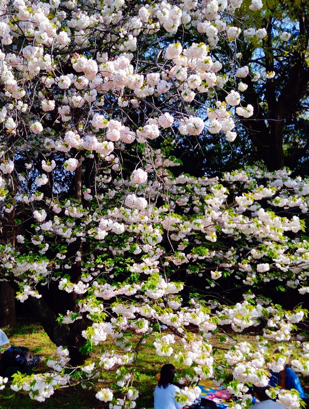 八重桜 もとっても綺麗