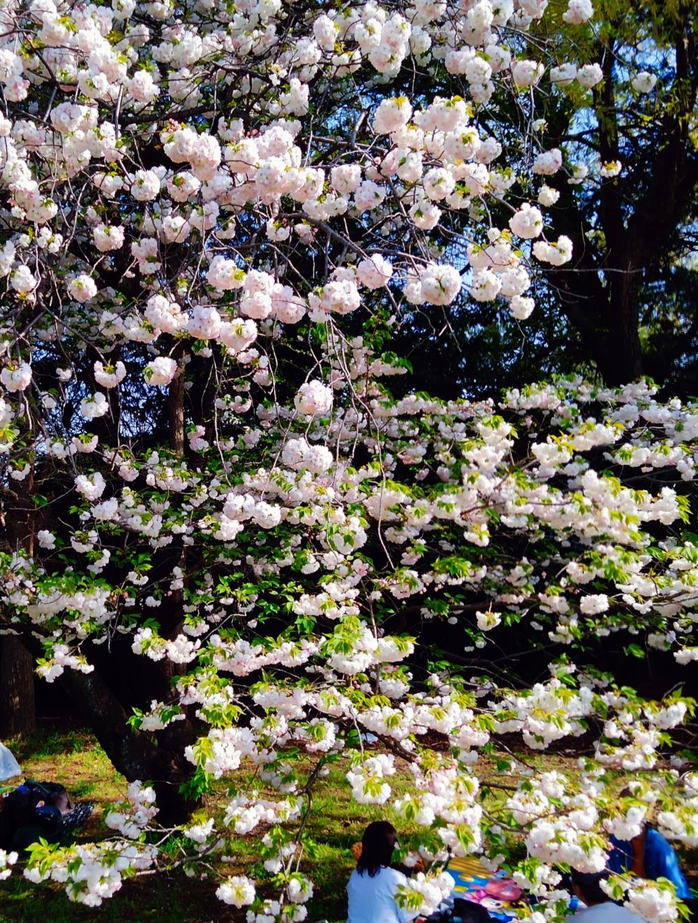 八重桜 もとっても綺麗 画像