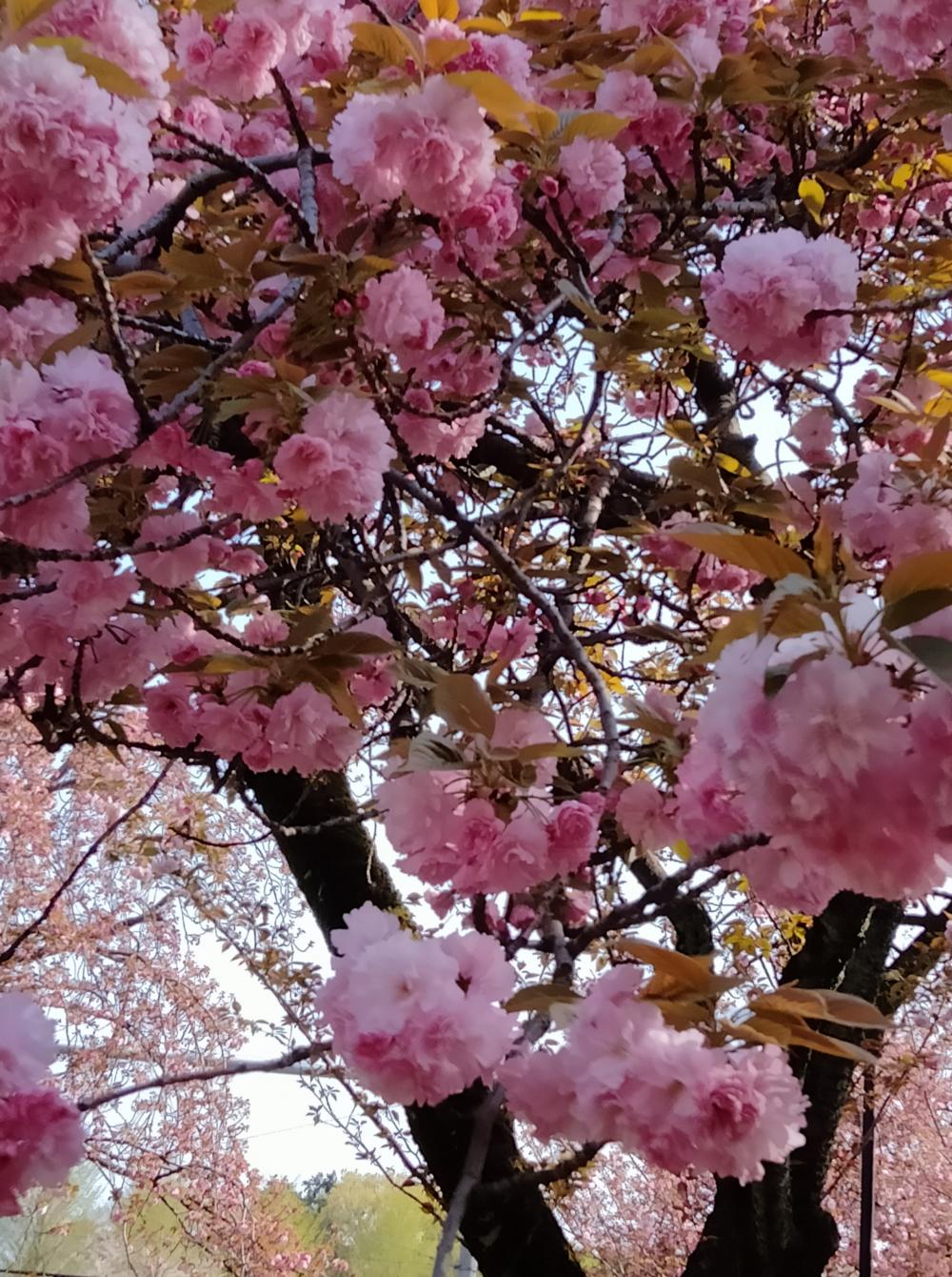 八重桜 もとっても綺麗 画像