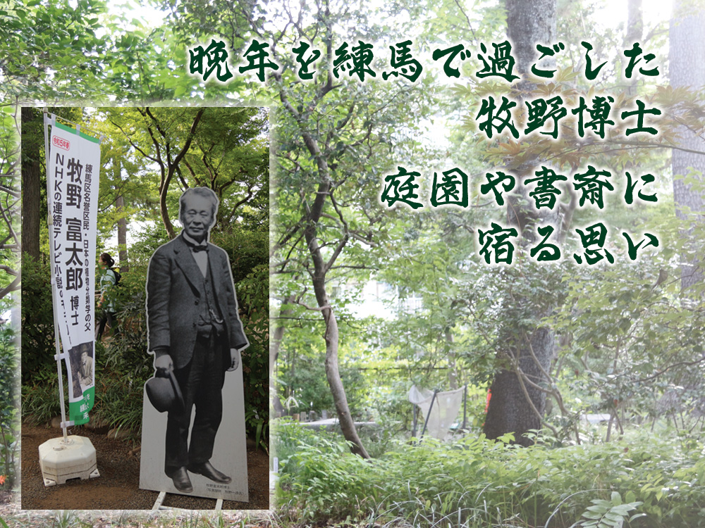 NHK連続テレビ小説「らんまん」、いよいよクライマックス！  牧野富太郎博士の生きた証は今も「牧野記念庭園」に息づいています