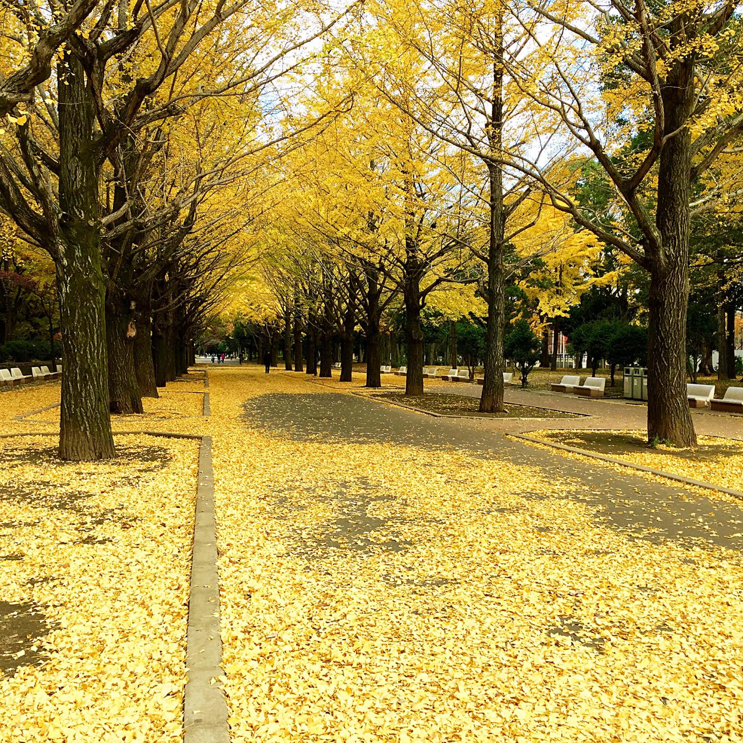 イベントと紅葉をダブルで楽しもう♪ 画像