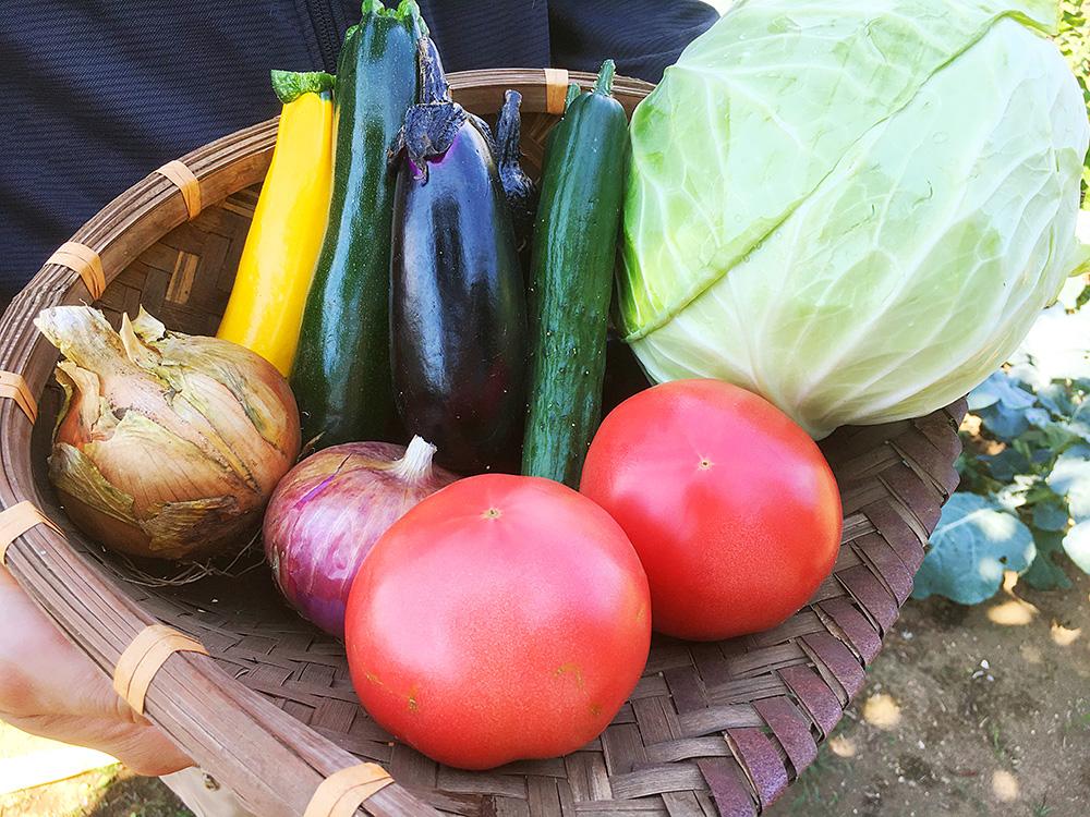 採れたての野菜、「こんなに味が違うんだ！」と感動 画像