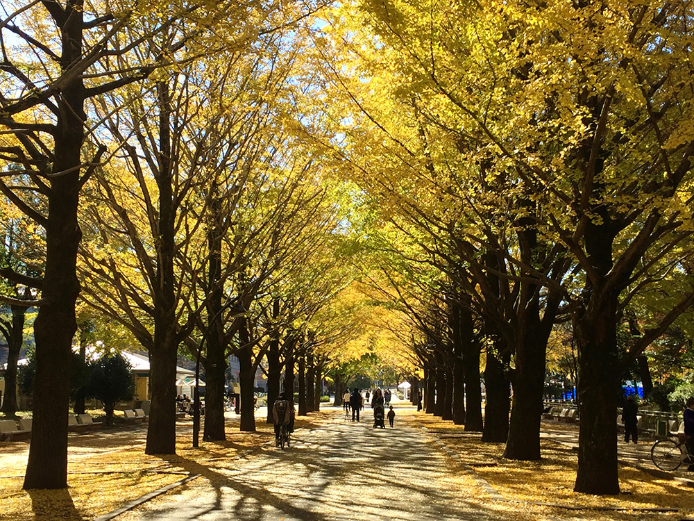 公園のいちょう並木を歩くとき… 画像