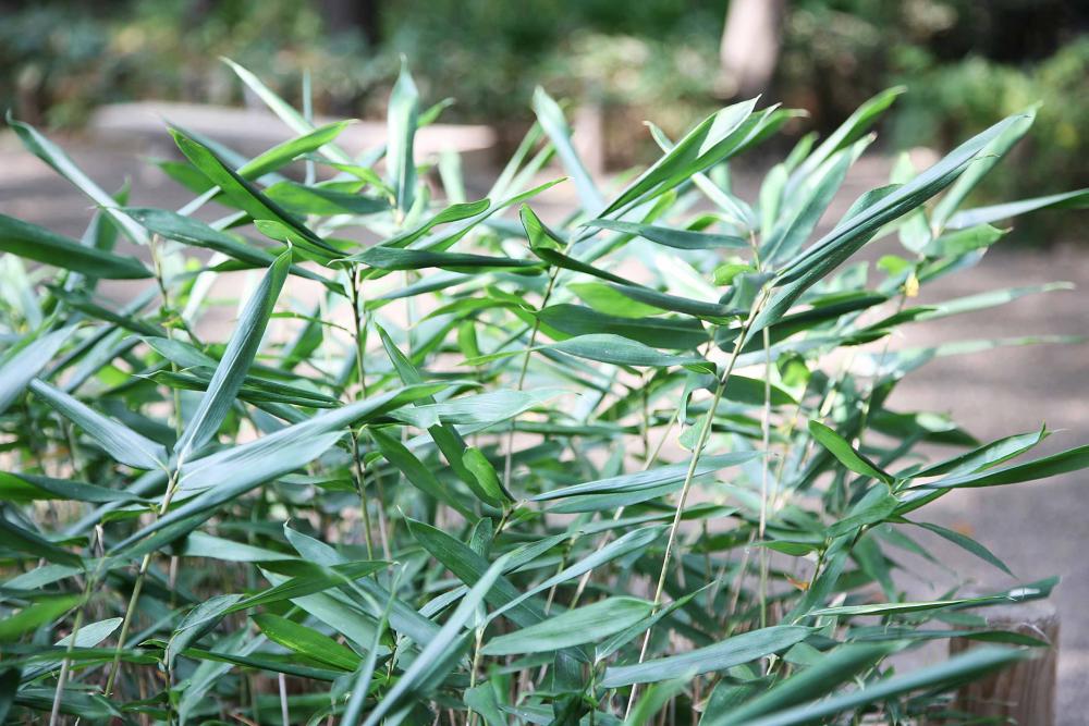 この庭園だからこその植物の楽しみ方BEST5 画像