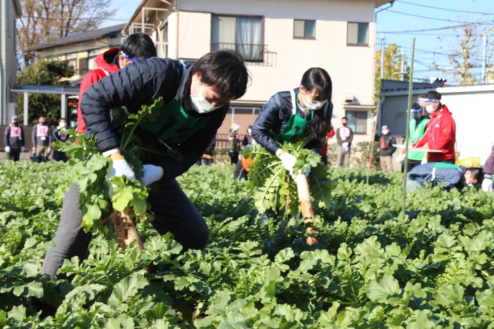 【12月開催】大根引っこ抜き競技大会　〜日本で唯一の競技種目です！〜 画像