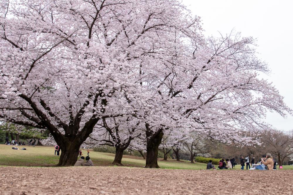 鳥たちのさえずりに誘われて。 広々とした芝生広場でお花見できる光が丘公園（まっぷ：Bコース） 画像