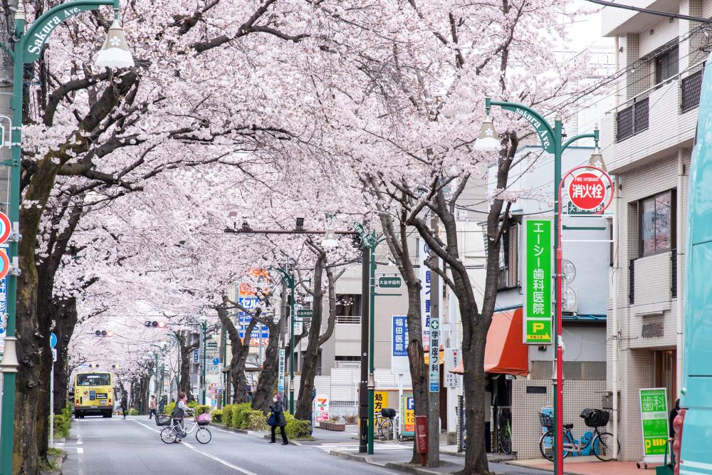 大泉学園通りの桜並木（まっぷ：Aコース） 画像