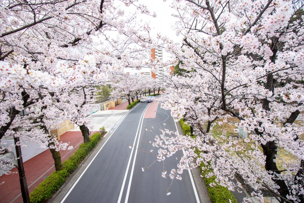 光が丘公園　南側 （まっぷ：Bコース） 画像