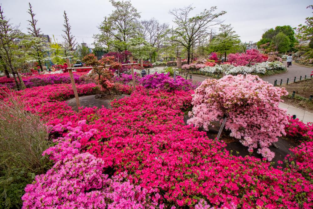 平成つつじ公園のつつじ（まっぷ：Eコース） 画像