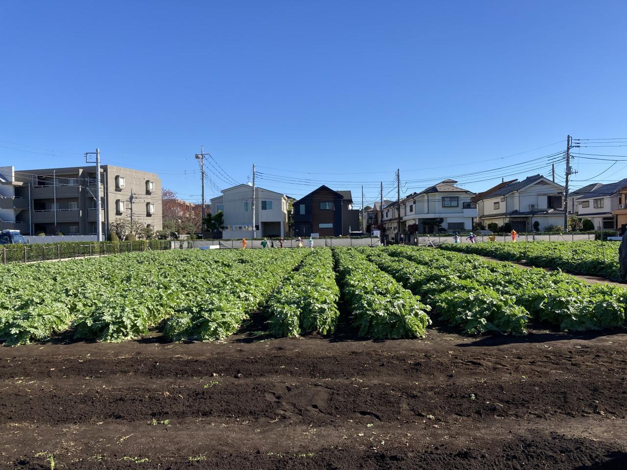 【催行決定】2025年度　第10回【ねりま観光ツアー】農の恵みと風景をめぐるツアー「よみがえった江戸東京野菜　練馬大根収穫体験」参加者募集 3